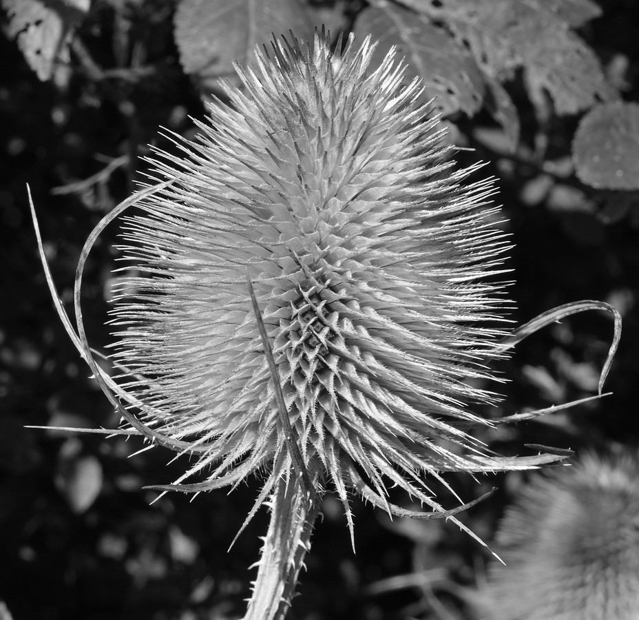 HC - Now if I were a Goldfinch - Dave Tuck